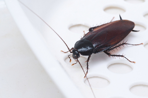 مكافحة الحشرات في التجمع الخامس